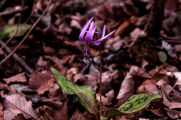 Dogtooth Violet.Erythronium Japonicum flower.