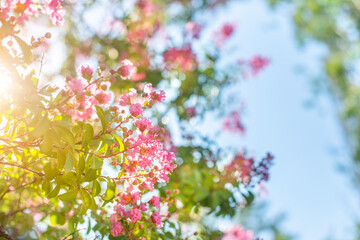 pink flowers on a branch in the sunlight, against the sky. beautiful buds bloom. copy space. wallpaper.