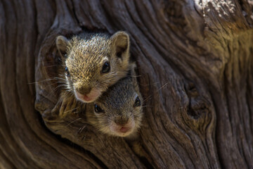 Obraz premium Two baby Tree Squirrels looking out their nest in a natural tree hole, South Africa