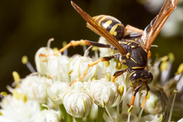 Wasp collects nectar on fennel flowers. Close-up.Macro effect photo.