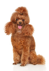 Groomed red dwarf poodle