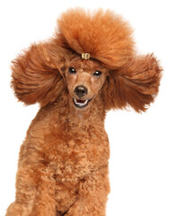 Close-up portrait of red dwarf Poodle