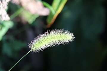 nature, plant, green, grass, summer, macro, seed, flora, field, stem
