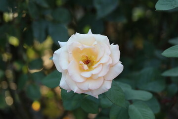 rose, flower, garden, nature, yellow, beauty, plant, white, petals
