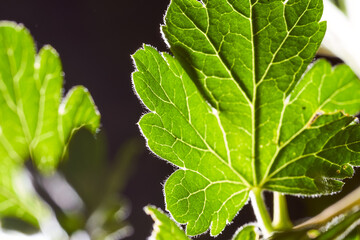 thin green leaves of the plant. Close-up.Macro effect photo.