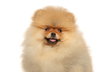 Obraz premium Close-up of a Pomeranian Spitz puppy