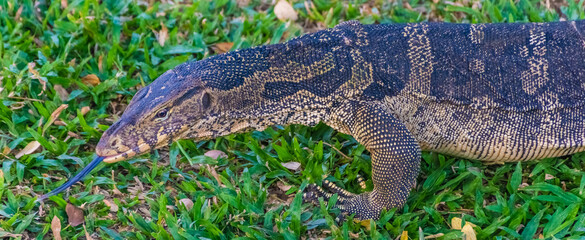 Wild monitor lizard in Lumphini Park, Bangkok, Thailand