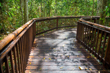 Boardwalk with non-slip surface in the Curtain Fig Tree National Park, Queensland, Australia
