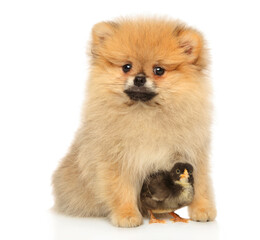 Obraz premium Spitz puppy with a chick sits on white background