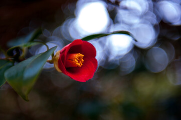 The beautiful camellia flower.