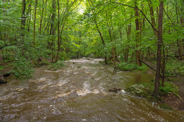 Flooded Creek