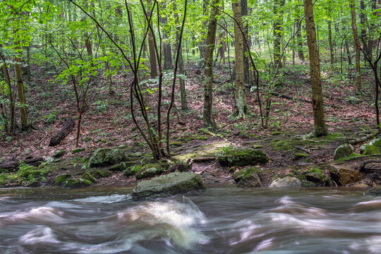 Woodlands Stream