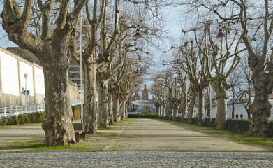 Trees without leaves in winter-