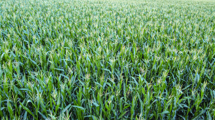 Corn field from a drone aerial perspective.