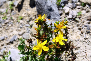 Hypericum perforatum