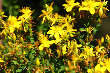 Hypericum perforatum