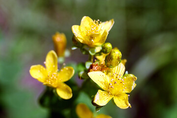 Hypericum perforatum