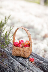 Ripe cloudberries in a basket in the forest. North Karelia. Russia