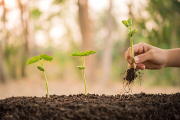 hand holding and caring a green plant over lighting background, planting tree, environment,...