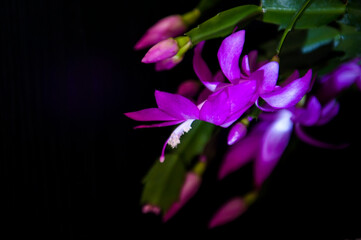Fototapeta na wymiar Beautiful pink christmas Cactus flower background black.Schlumbergera Truncata.