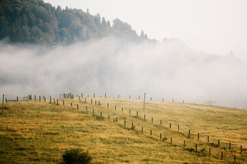 Pole ze skoszoną trawą spowite we mgle