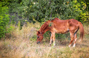 Brown horse eating apples under tree on a summer lawn