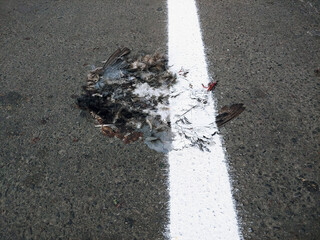 Dividing line have been drawn up on the bird killed by the car. road safety concept. © Garmon
