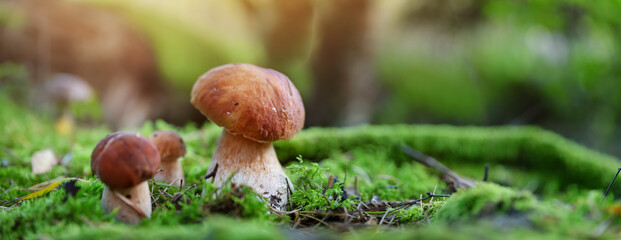 Whild Mushrooms outdoors in the forest in autumn