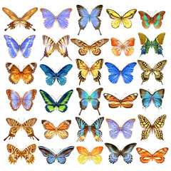 Fototapeta na wymiar Hand drawn watercolor set of bright colorful realistic butterflies. Stock illustration isolated on white background.