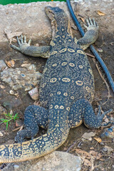 Wild monitor lizard in Lumphini Park, Bangkok, Thailand