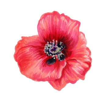 Watercolor illustration of a bright poppy. Botanical illustration of a red poppy. Red flower isolated on a white background. For making invitations and wedding cards
