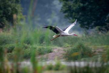 Bocian biały stork