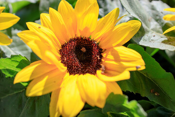 Background with orange beautiful sunflowers