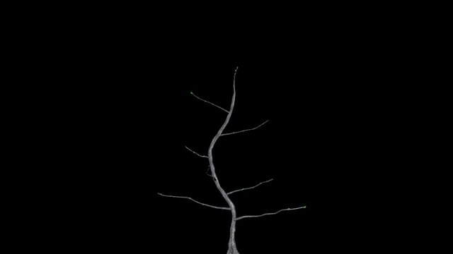 Pertusa tree timelapse growth, Luma Mate attached