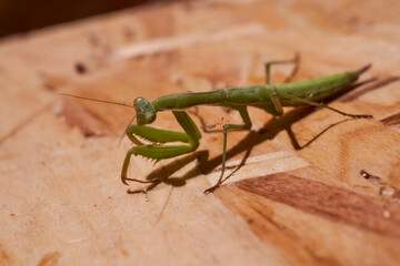Green mantis sitting on a wooden chipboard. Macro effect photo.