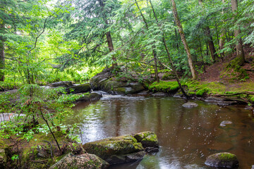 Fototapeta premium Secret Forest Scene