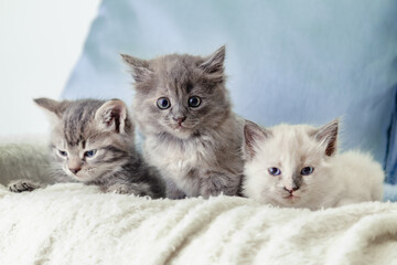 Many kittens. Beautiful fluffy 3 kittens lay on white blanket against a blue background. Gray white and tabby kitten. Different cats pets lie on sofa at home