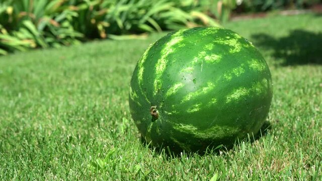 4k. Watermelon is growing in the garden, Sweet fruit with washing water