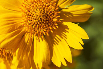 Yellow Argyranthemum frutescens, more commonly known as Marguerite Daisy. This image shows a group of very vivid.