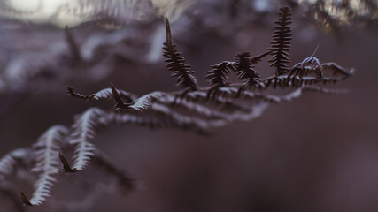 Belles feuilles de fougère desséchées, en hiver