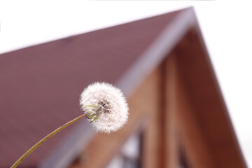 close-up - a fluffy dandelion in the background of a blurred silhouette of the house