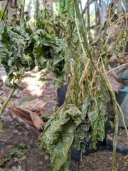 photo of a plant whose leaves have dried up due to drought