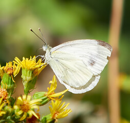  mariposa blanca, con motas marrones en las alas, posada en unas flores amarillas, con fondo desenfocado de color verde