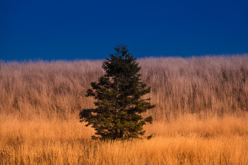 Samotne drzewo © Arkadiusz