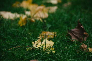 Dark green grass covered with dry yellow autumn leaves. Colorful autumn time
