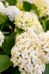 Flowers blossom on sunny day. Flowering hortensia plant. White Hydrangea macrophylla blooming in spring and summer in a garden. Web banner, nature background