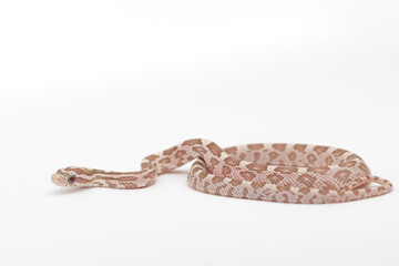 Small Hypoberry Red factor Corn snake on a white background. Pantherophis guttatus