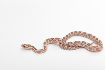 Small Hypoberry Red factor Corn snake on a white background. Pantherophis guttatus