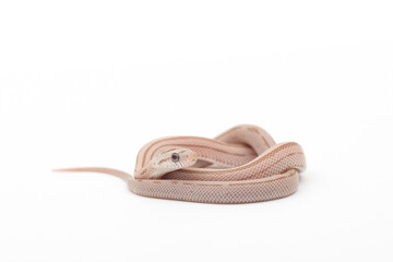Small Ghost Striped red factor Corn Snake Hypomelanistic Corn snake on a white background....