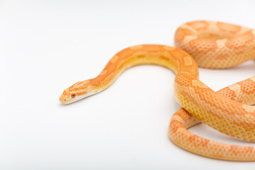 Yellow Amelanistic corn snake on a white background. Pantherophis guttatus